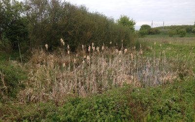 Planning & Ecology Isn’t a Barrier to Renewable Energy. It’s One of Its Greatest Strengths